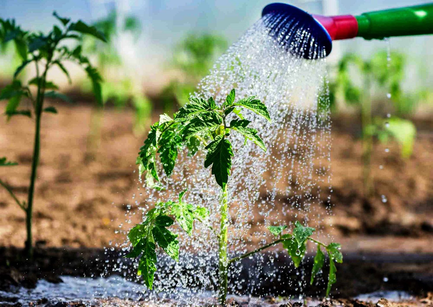 Безопасна ли вода для полива растений, которая стекает с рубероида или ондулина?